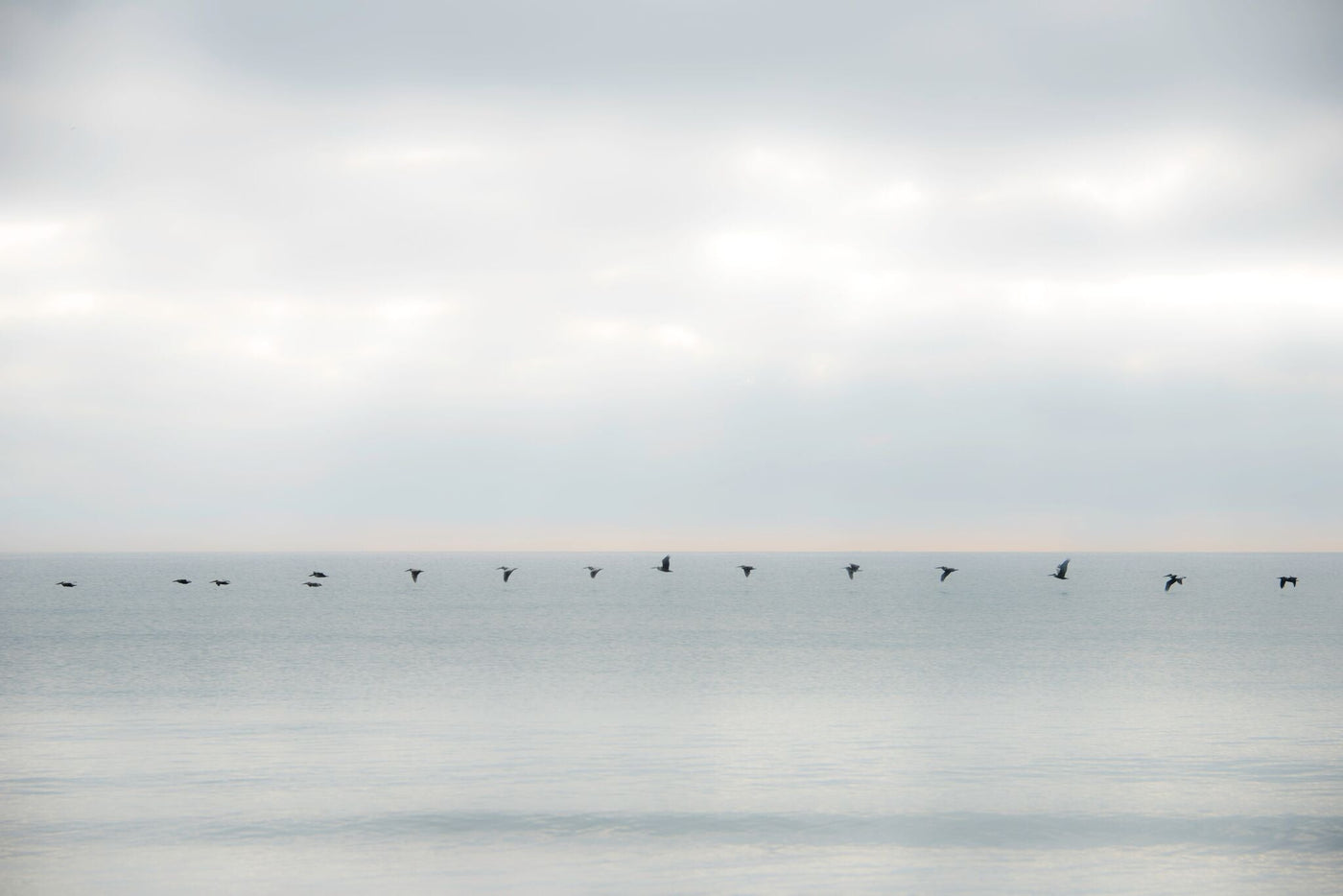 Pelicans In Flight Portfolio Print