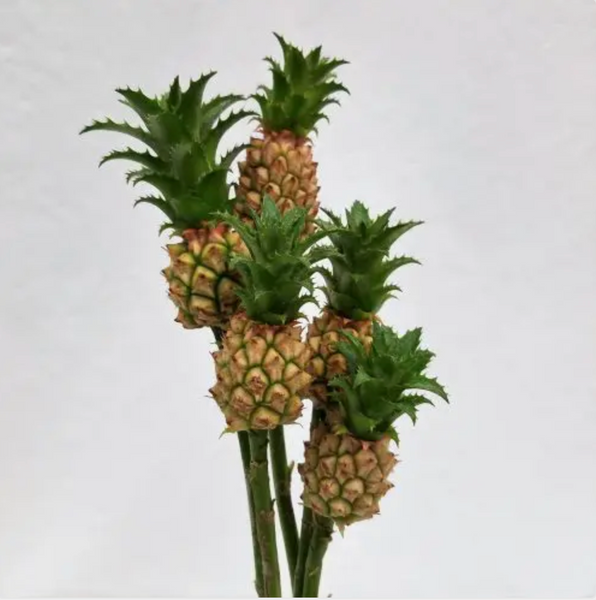 Mini Pineapple